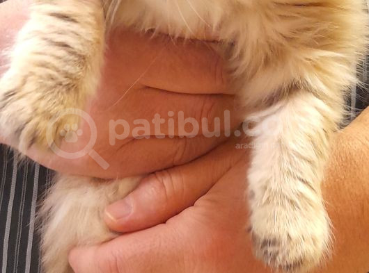 Dişi British Golden Longhair Yavru görsel