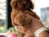Orji̇nal Toy Poodle Yavrular