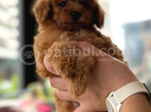 Orji̇nal Toy Poodle Yavrular görsel