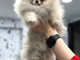 Üst Kali̇te Show Class Pomerani̇an Boo