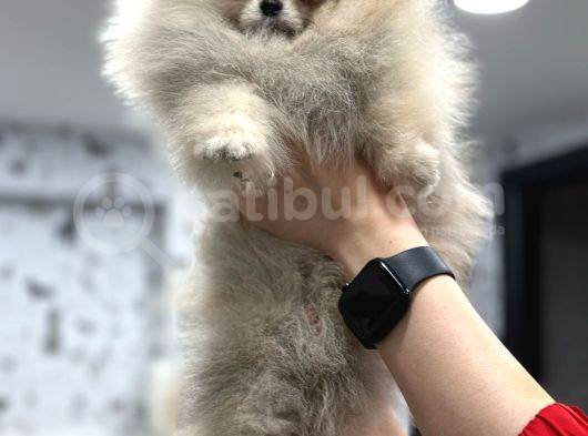 Üst Kali̇te Show Class Pomerani̇an Boo görsel
