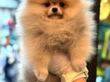 ÜST KALİTE SHOW CLASS POMERANİAN BOO