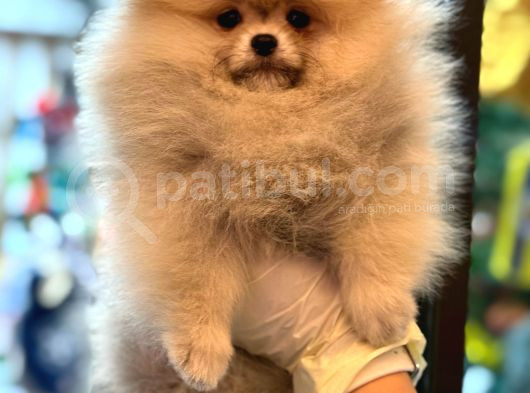 Üst Kali̇te Show Class Pomerani̇an Boo
