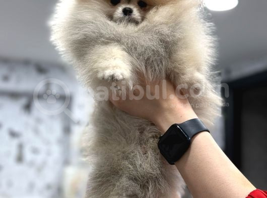 Üst Kali̇te Show Class Pomerani̇an Boo görsel