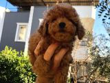 Toy Poodle Bebekler Sizi Bekliyor