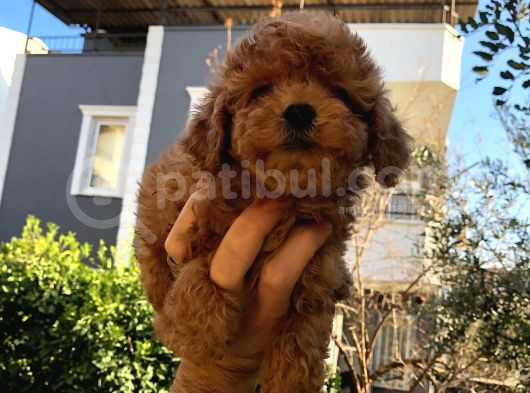 Toy Poodle Bebekler Sizi Bekliyor görsel