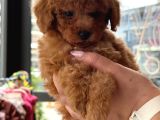 Orji̇nal Toy Poodle Yavrular