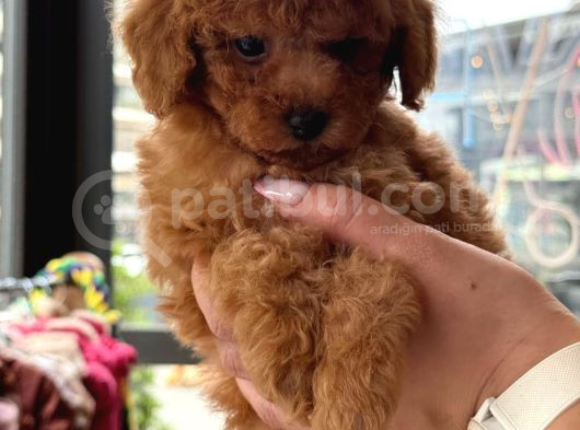 Orji̇nal Toy Poodle Yavrular görsel