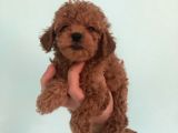 Toy Poodle Bebekler Sizi Bekliyor
