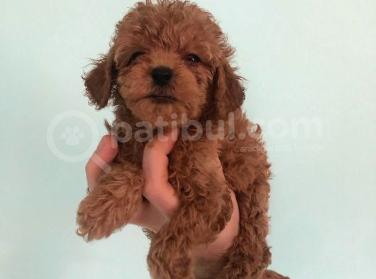 Toy Poodle Bebekler Sizi Bekliyor görsel