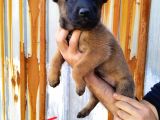 Irk Garantili Belçika Malinois Yavrular