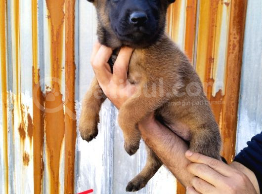 Irk Garantili Belçika Malinois Yavrular görsel