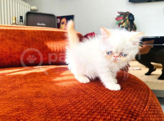 60 Günlük Beyaz Mavi̇göz Exoti̇c Shorthai̇r Di̇şi̇ Son Yavrumuz görsel