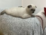 Scottish fold blue point