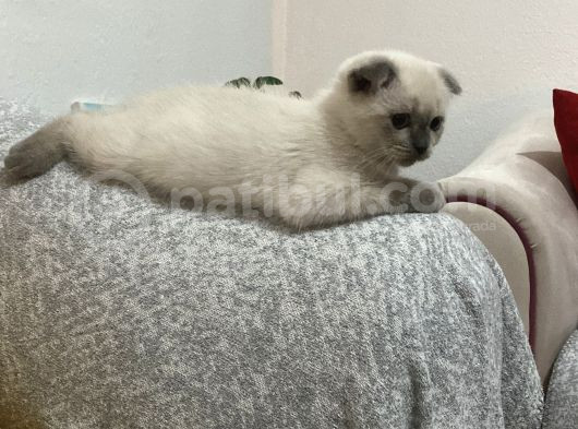 Scottish Fold Blue Point