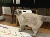 Scottish Fold Blue Point