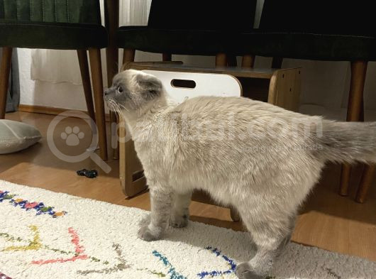 Scottish Fold Blue Point görsel