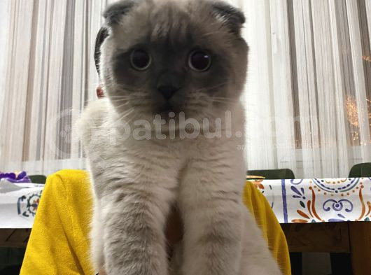 Scottish Fold Blue Point görsel