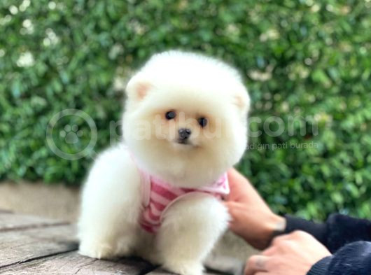 Dost Canlısı Pomeranian Boo Yavrularımız görsel
