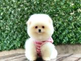 Dost Canlısı Pomeranian Boo Yavrularımız