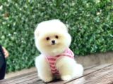 Dost Canlısı Pomeranian Boo Yavrularımız
