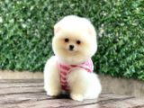 Dost Canlısı Pomeranian Boo Yavrularımız