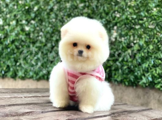 Dost Canlısı Pomeranian Boo Yavrularımız