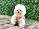 Dost Canlısı Pomeranian Boo Yavrularımız