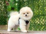 Bi̇blo Pomerani̇an Boo Yavrularimiz