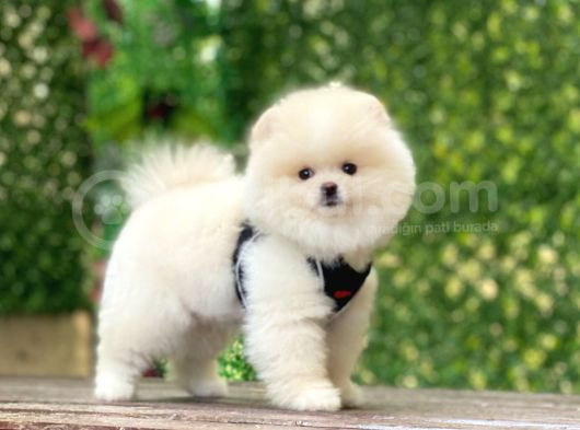 Bi̇blo Pomerani̇an Boo Yavrularimiz görsel