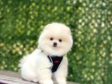 Bi̇blo Pomerani̇an Boo Yavrularimiz