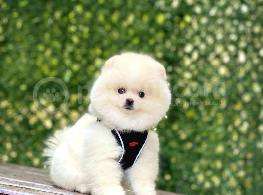 Bi̇blo Pomerani̇an Boo Yavrularimiz görsel