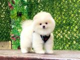 Bi̇blo Pomerani̇an Boo Yavrularimiz
