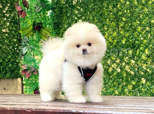 Bi̇blo Pomerani̇an Boo Yavrularimiz görsel