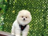 Bi̇blo Pomerani̇an Boo Yavrularimiz