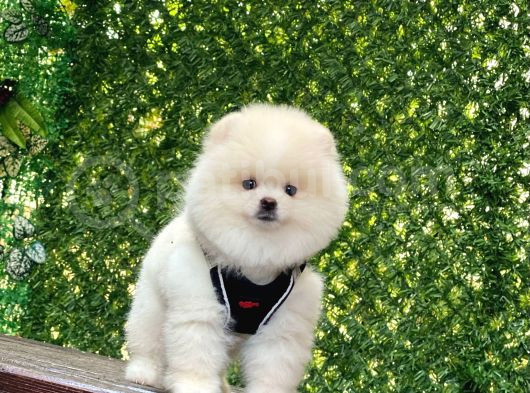 Bi̇blo Pomerani̇an Boo Yavrularimiz görsel