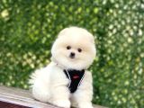 BİBLO POMERANİAN BOO YAVRULARIMIZ