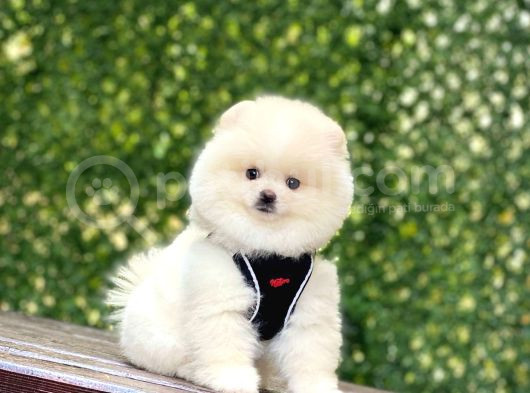 Bi̇blo Pomerani̇an Boo Yavrularimiz