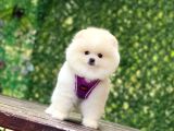 Pomerani̇an Boo Yavrularimiz Karşinizda