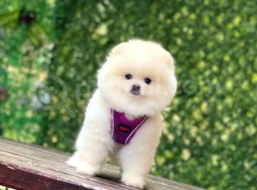 Pomerani̇an Boo Yavrularimiz Karşinizda görsel