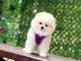 Pomerani̇an Boo Yavrularimiz Karşinizda