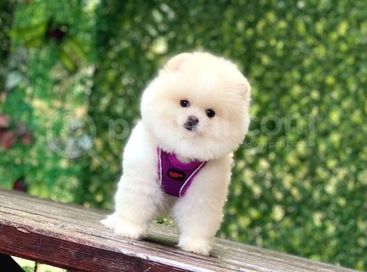 Pomerani̇an Boo Yavrularimiz Karşinizda görsel