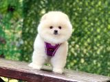 Pomerani̇an Boo Yavrularimiz Karşinizda