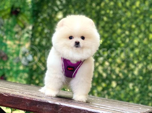 Pomerani̇an Boo Yavrularimiz Karşinizda görsel