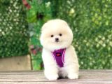 Pomerani̇an Boo Yavrularimiz Karşinizda