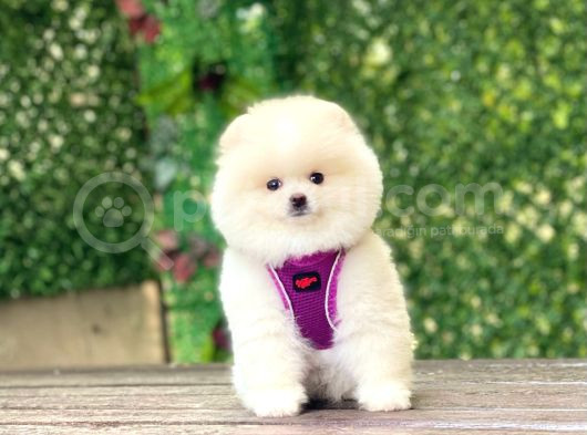 Pomerani̇an Boo Yavrularimiz Karşinizda görsel