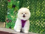 Pomerani̇an Boo Yavrularimiz Karşinizda