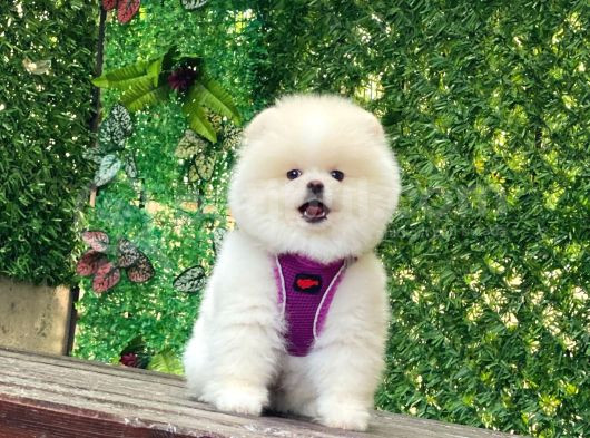 Pomerani̇an Boo Yavrularimiz Karşinizda görsel