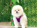 POMERANİAN BOO YAVRULARIMIZ KARŞINIZDA