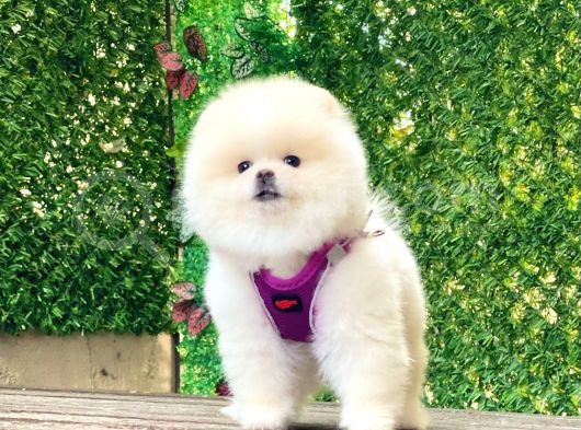 Pomerani̇an Boo Yavrularimiz Karşinizda